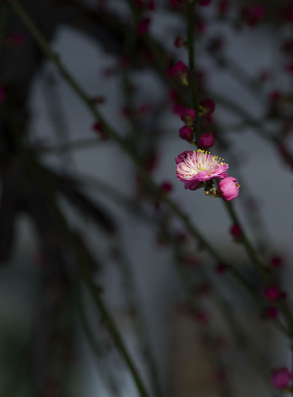 一花独放 摄影 年轻心