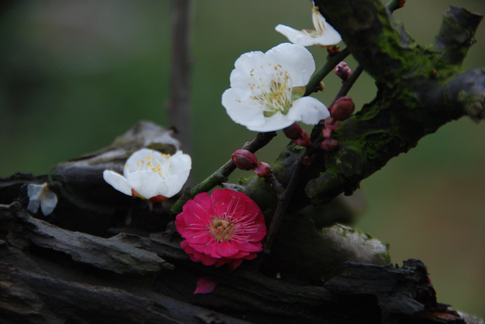 梅 花 摄影 懒惰人