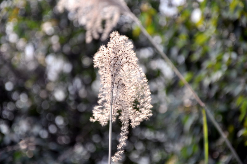 芦花 摄影 秋风细雨