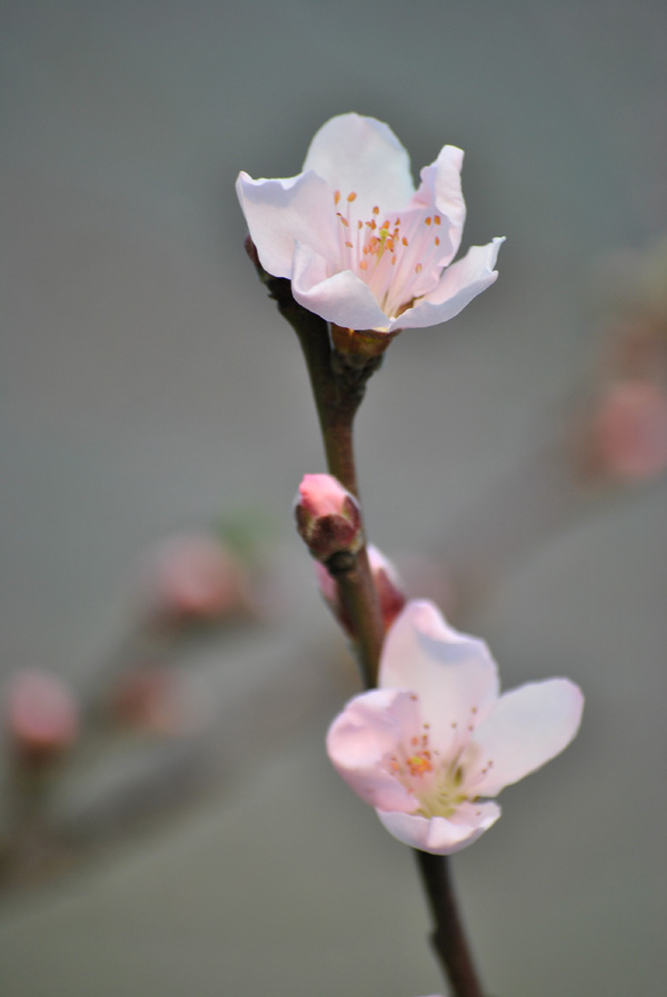 桃花 摄影 影好