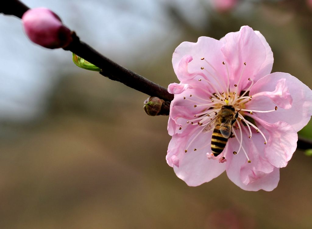 蜜蜂与桃花 摄影 yanxiaohua