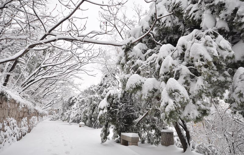 正月十五雪打灯 摄影 啊金星