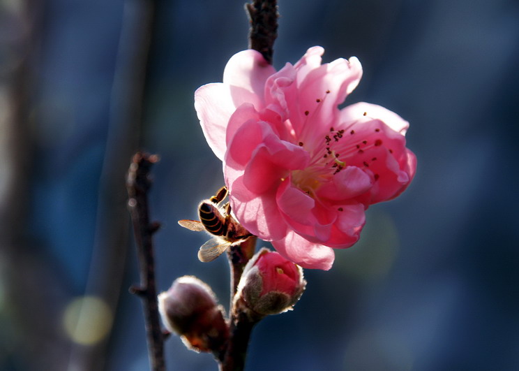 桃花依旧 摄影 四君子