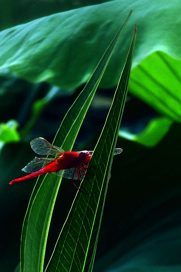 草头蛱蝶黄花晚，菱角蜻蜓翠蔓深 摄影 彩蝶恋花