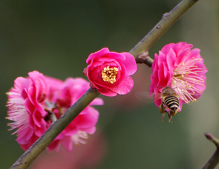 花间精灵 摄影 gaoli