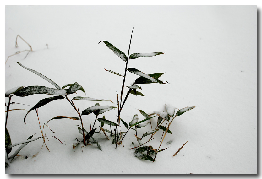 雪之竹 摄影 快乐夕阳