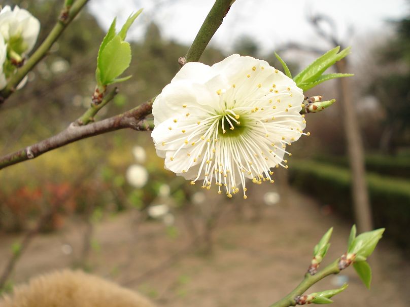 小花 摄影 约伯丹川