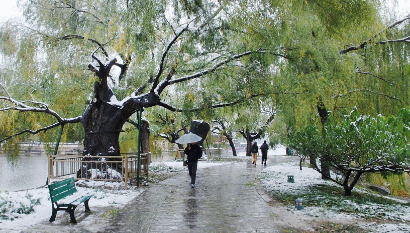 秋雪 摄影 花皮蛇