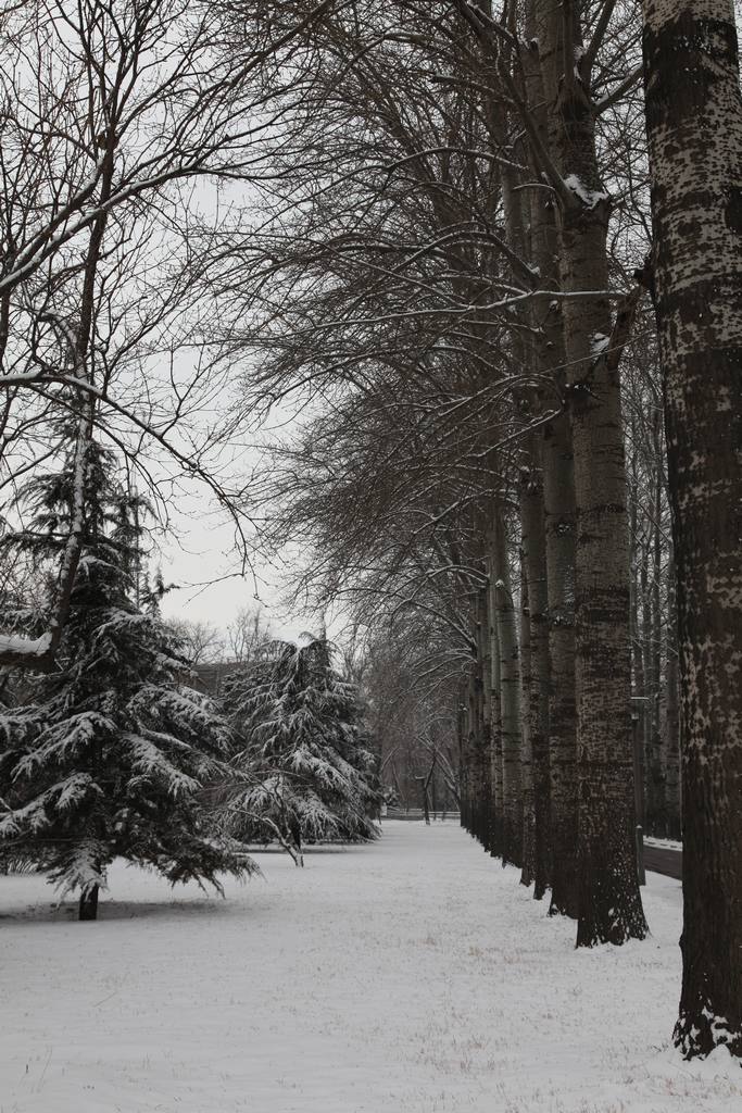 雪景 摄影 铁窝