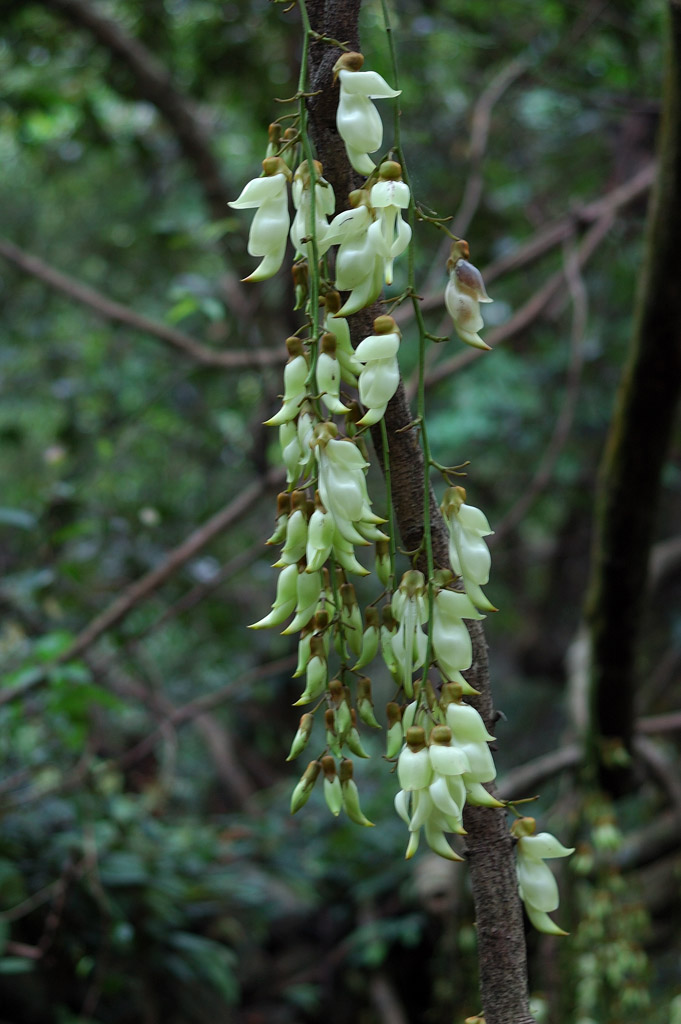 禾雀花 摄影 pengxh