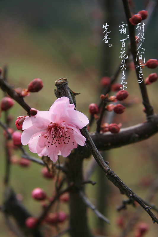 报春 摄影 元芳