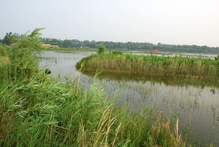 黄河湿地 摄影 香远益清321