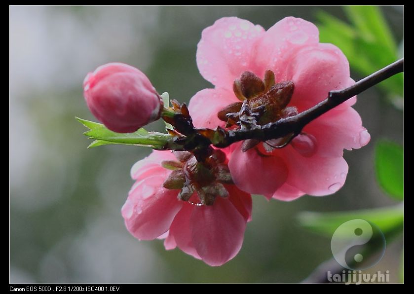 小痰盂试拍小花花卉 摄影 太极居士