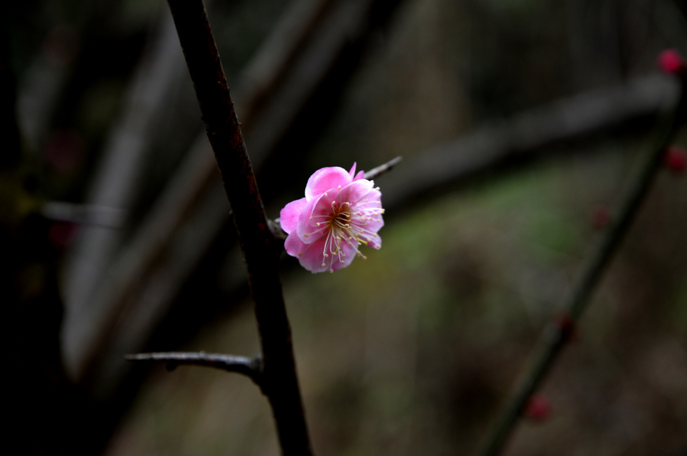 孤芳 摄影 紫杜鹃