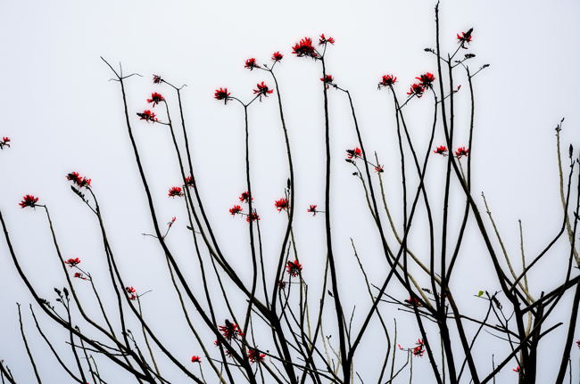 木棉花 摄影 baicuan