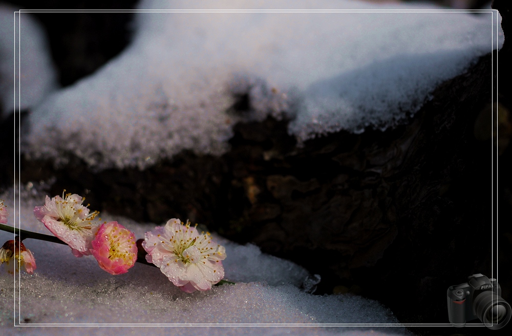 傲雪梅花 摄影 chengcn001