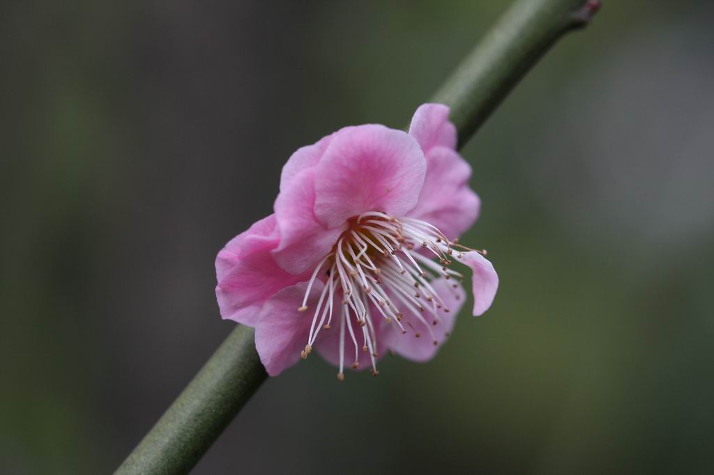 梅花3 摄影 草木心