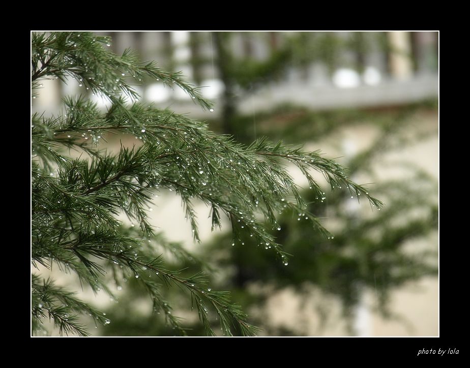 雨 摄影 如水闲情