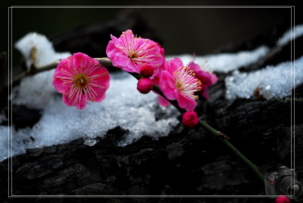 傲雪梅花2 摄影 chengcn001