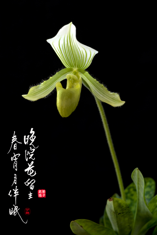 Orchid 摄影 chookia