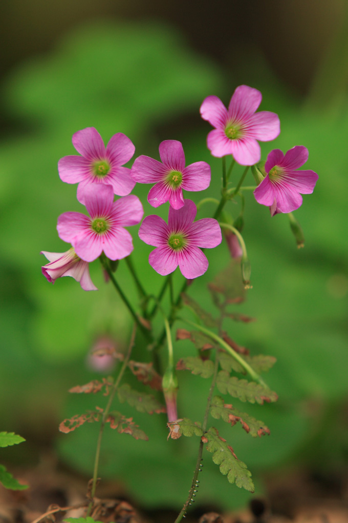 小草 摄影 拐杖