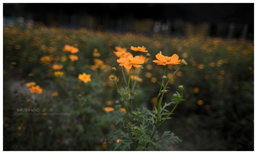 小黄花 摄影 松涛一石