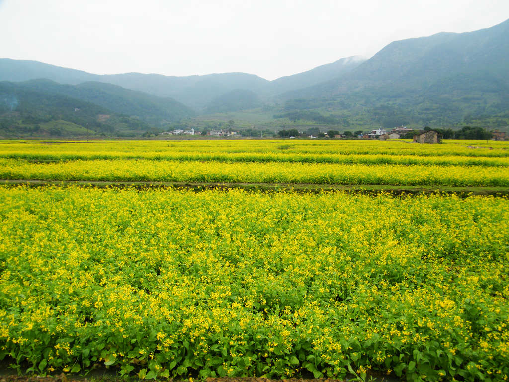 山重油菜香3 摄影 梁岗樵夫