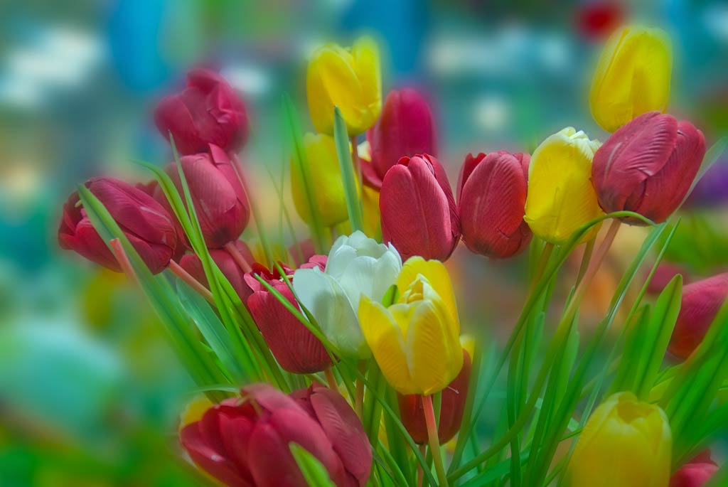 《 鲜花 》 摄影 影影其