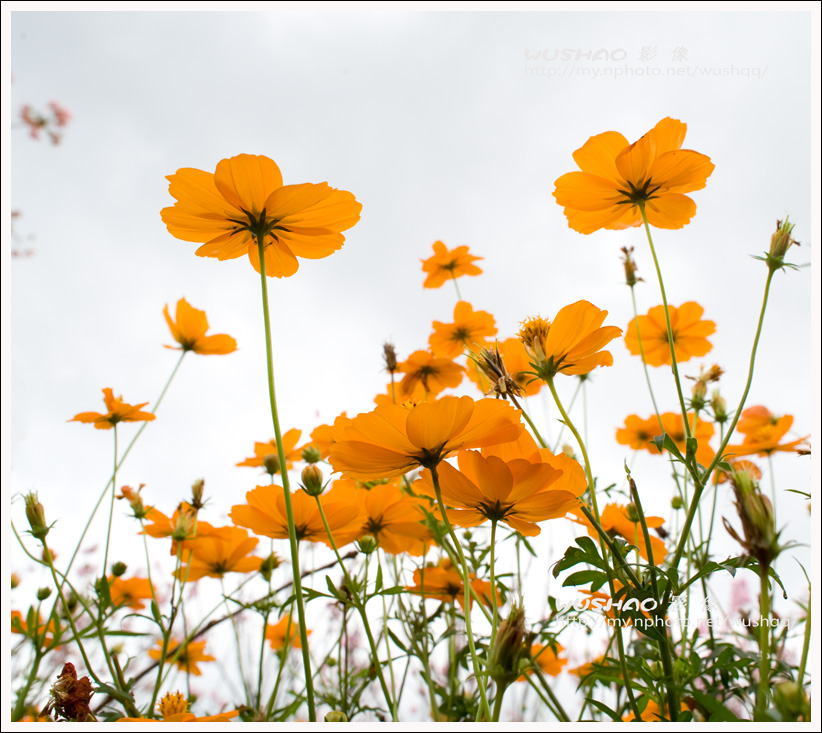 小黄花 摄影 松涛一石