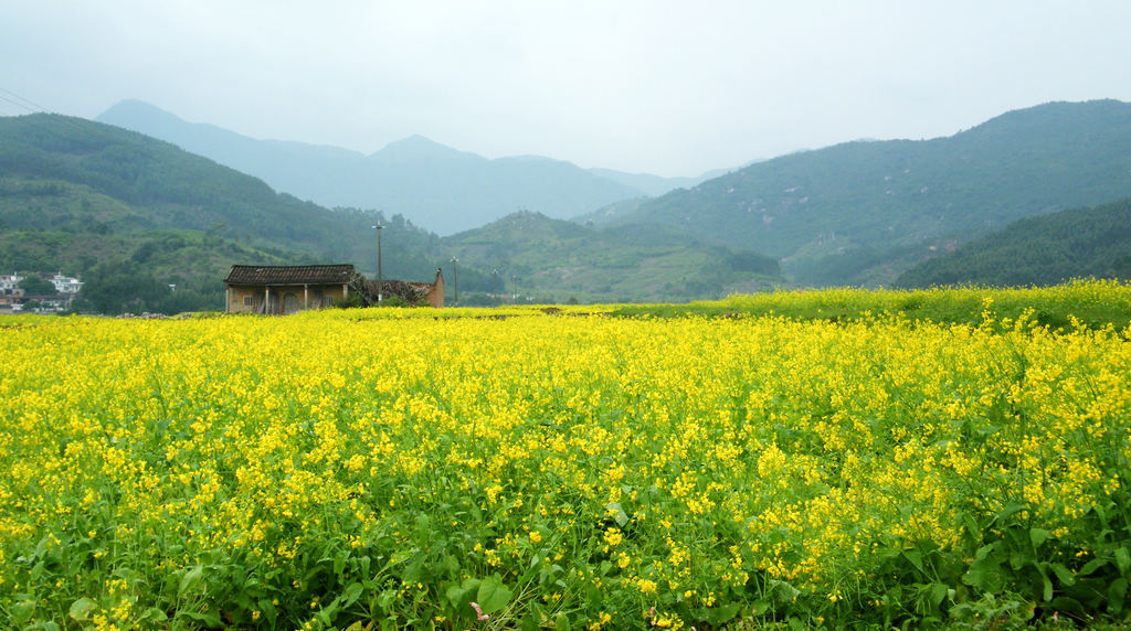 山重油菜香1 摄影 梁岗樵夫