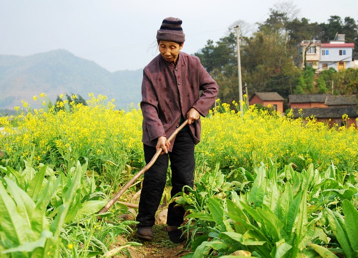 锄草 摄影 云山西河