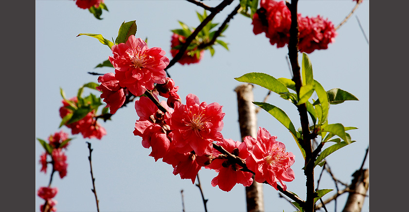 春暖花开 摄影 山水迷