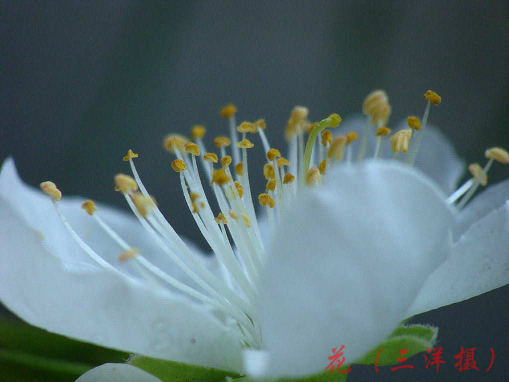 白桃花1 摄影 三洋