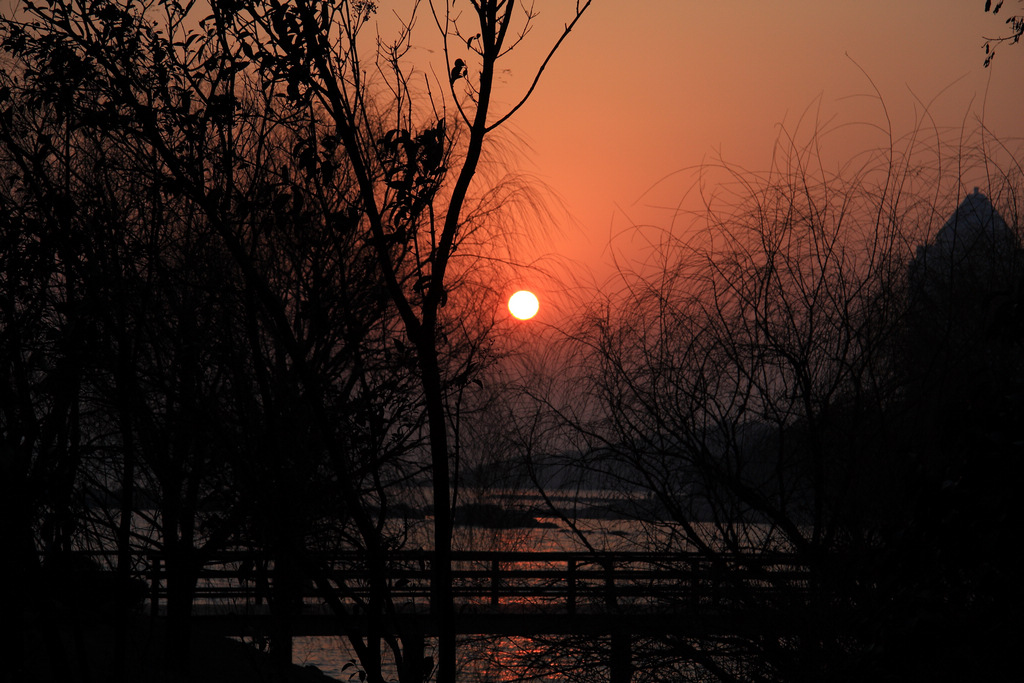 柔柳舞夕阳 摄影 摄林浪子