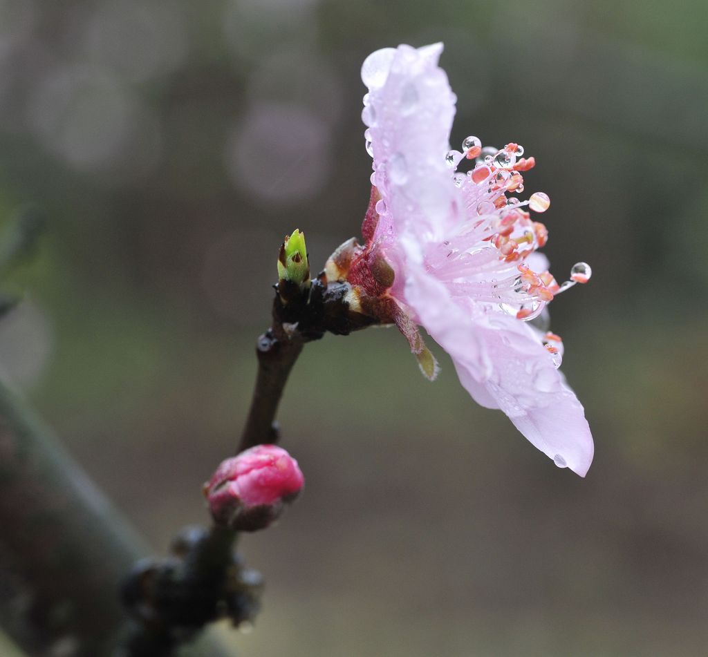 桃花--微距 摄影 yanxiaohua