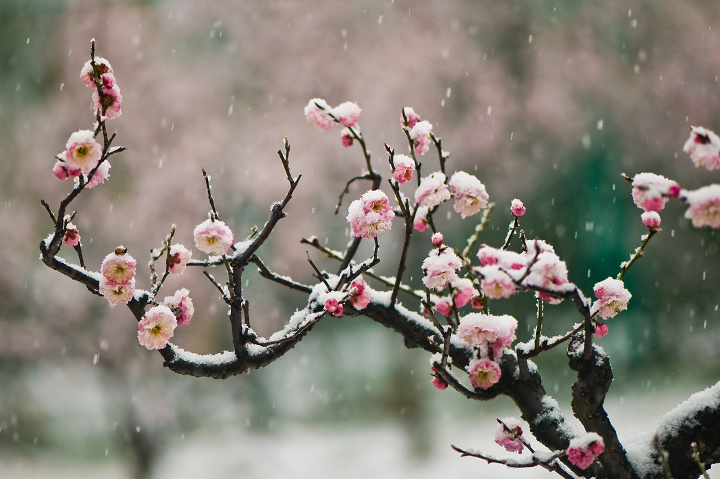 梅花欢喜漫天雪 摄影 yirong