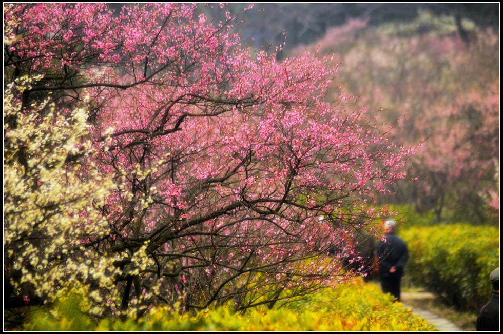 梅花曼舞 摄影 lingsu