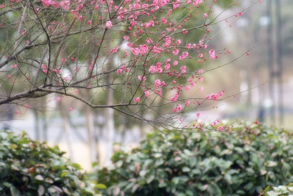 梅花 摄影 老朽木