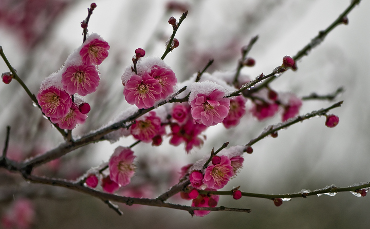 傲雪盛开 摄影 yirong