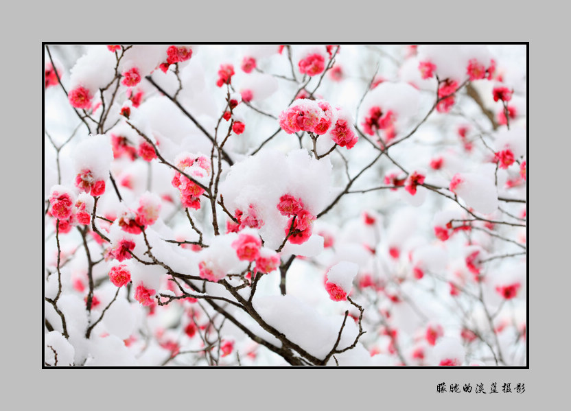 梅花欢喜漫天雪 摄影 朦胧的淡蓝