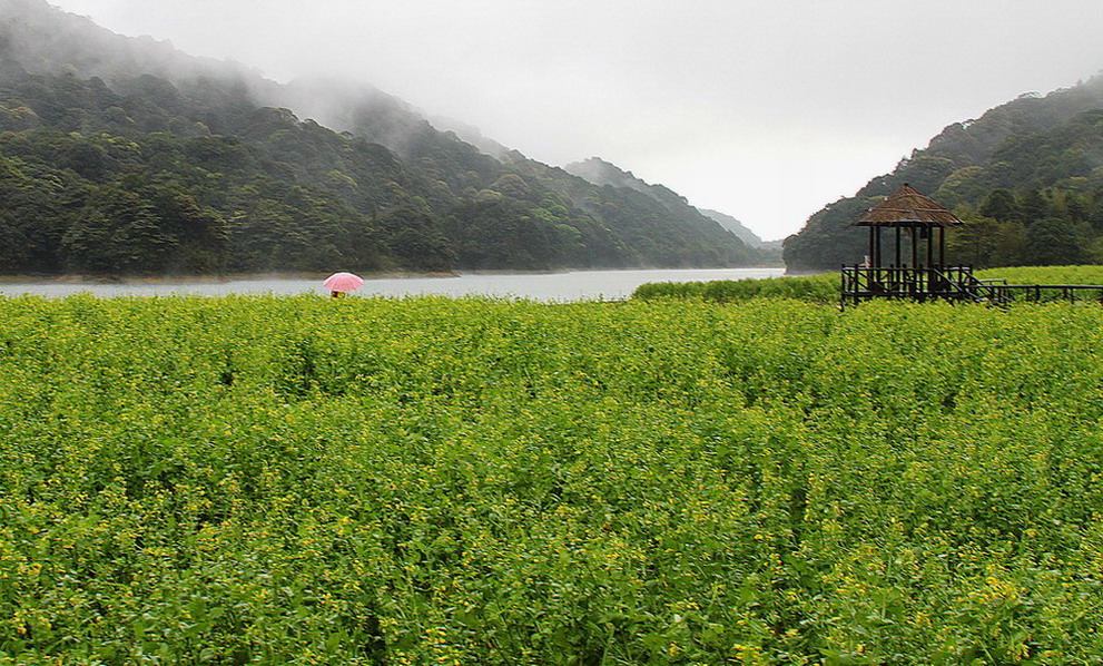 花之恋 摄影 南粤凌鹰