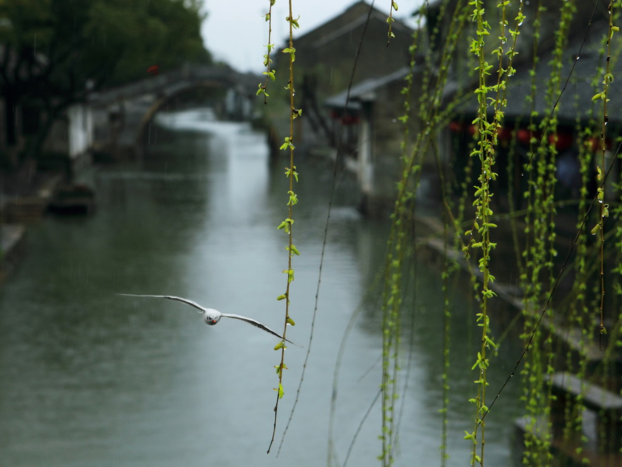 水乡春雨图 摄影 自然本色