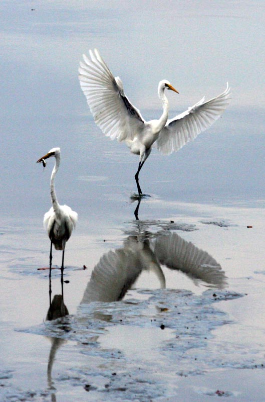 birds 摄影 葉鍾華