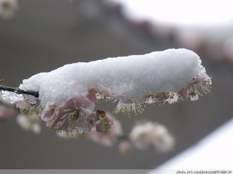 雪、花 摄影 球滚留痕