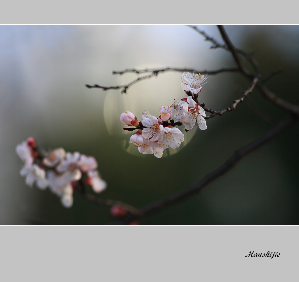 春天的花 —  梅花盛开时 2010（055） 摄影 满世界