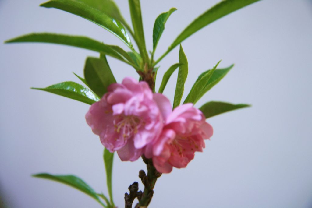 桃花-3并蒂 摄影 lioulanghan