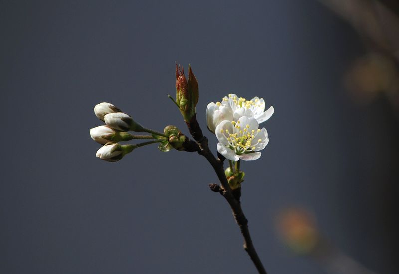 樱桃花开 摄影 lzqz