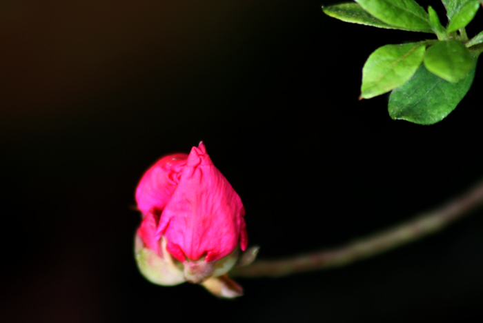 春风又吹红了花蕊 摄影 临风赏月