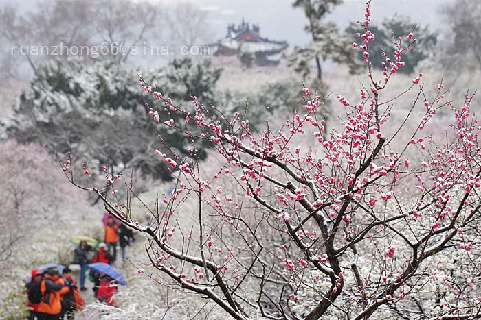 雪拥梅花山 摄影 山风