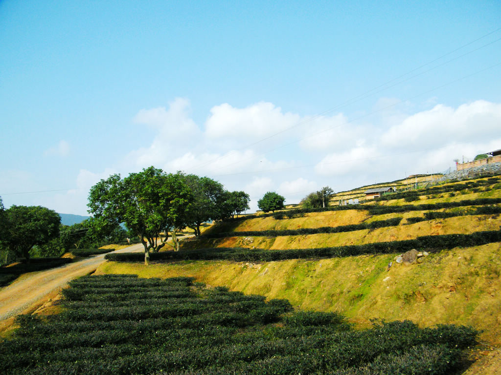 茶园1 摄影 梁岗樵夫